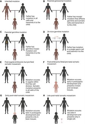 De novo mutations, genetic mosaicism and human disease